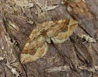 Attēlu rezultāti vaicājumam “Pelurga comitata”