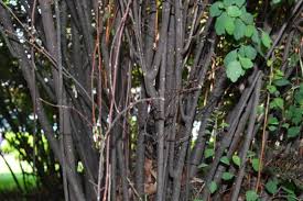 Attēlu rezultāti vaicājumam “Ribes alpinum leaf”