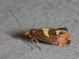 Attēlu rezultāti vaicājumam “Incurvaria oehlmanniella”