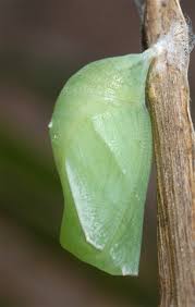 Attēlu rezultāti vaicājumam “Lopinga achine”