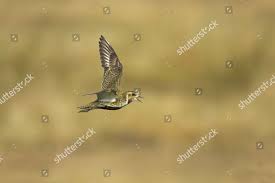 Attēlu rezultāti vaicājumam “Pluvialis apricaria adult”