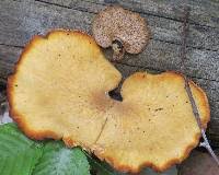 Attēlu rezultāti vaicājumam “Polyporus varius”