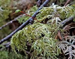 Attēlu rezultāti vaicājumam “Serpoleskea subtilis sporophyte”