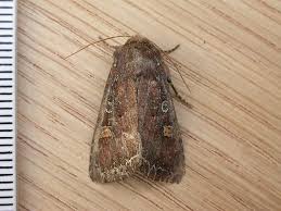 Attēlu rezultāti vaicājumam “Lacanobia oleracea”