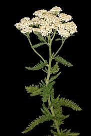 Attēlu rezultāti vaicājumam “Achillea millefolium leaf”