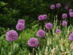 Attēlu rezultāti vaicājumam “Allium holandicum leaf”