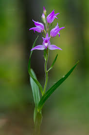 Attēlu rezultāti vaicājumam “Cephalanthera rubra flower”