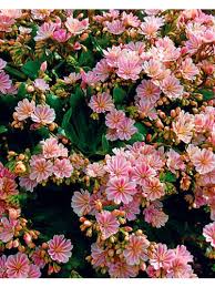 Image result for Bitterwurz