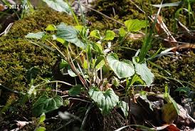 Attēlu rezultāti vaicājumam “Viola mirabilis leaf”