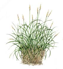 Attēlu rezultāti vaicājumam “Carex paniculata”