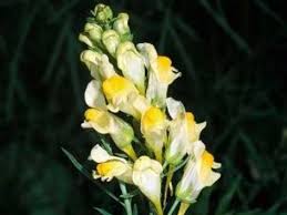 Image result for Linaria vulgaris