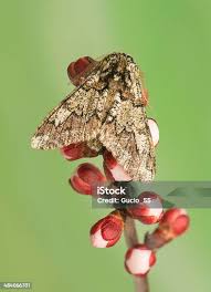 Attēlu rezultāti vaicājumam “Biston strataria”