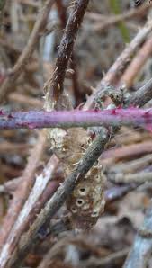 Attēlu rezultāti vaicājumam “Diastrophus rubi”