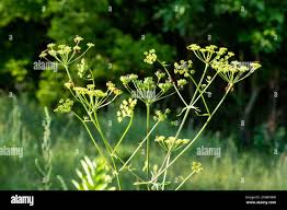 Attēlu rezultāti vaicājumam “Heracleum sosnowskyi flower”