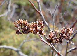 Attēlu rezultāti vaicājumam “Linaria loeselii fruit”