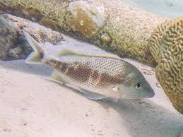 Image result for Haemulon plumierii