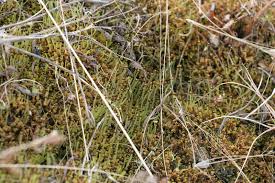 Attēlu rezultāti vaicājumam “Blasia pusilla sporophyte”