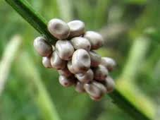 Attēlu rezultāti vaicājumam “Macrothylacia rubi larva”