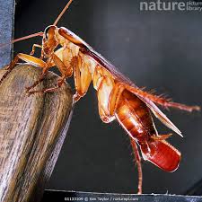 Image result for periplaneta americana