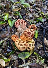 Attēlu rezultāti vaicājumam “Clathrus ruber”