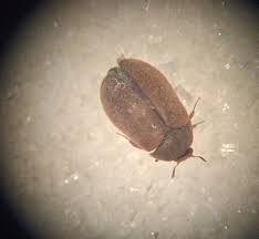 Attēlu rezultāti vaicājumam “Attagenus smirnovi”