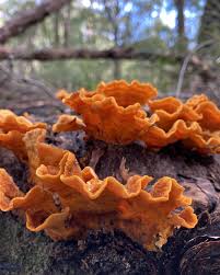 Attēlu rezultāti vaicājumam “Stereum hirsutum”