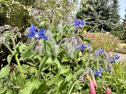 Image result for Borago officinalis