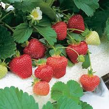 Attēlu rezultāti vaicājumam “Fragaria x ananassa”