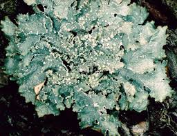 Attēlu rezultāti vaicājumam “Punctelia subrudecta”