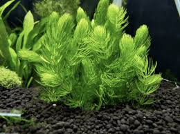 「金魚藻」的圖片搜尋結果