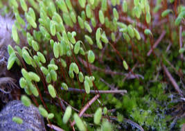 Attēlu rezultāti vaicājumam “Pohlia nutans”