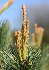 Attēlu rezultāti vaicājumam “Pinus sylvestris var. turfosa”