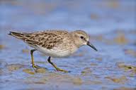 Image result for Calidris minutilla