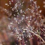 Attēlu rezultāti vaicājumam “Corynephorus canescens fruit”