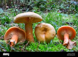 Attēlu rezultāti vaicājumam “Lactarius deterrimus”