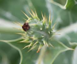Attēlu rezultāti vaicājumam “Papaver argemone bud”