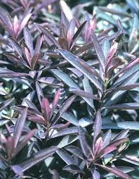 Attēlu rezultāti vaicājumam “Cribraria martinii”