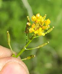 Attēlu rezultāti vaicājumam “Rorippa palustris”
