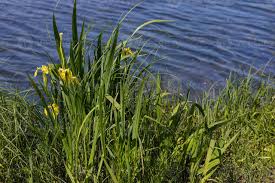 Attēlu rezultāti vaicājumam “Iris pseudacorus leaf”