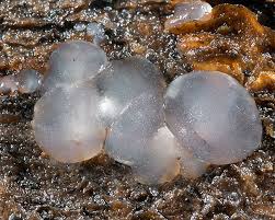 Attēlu rezultāti vaicājumam “Myxarium nucleatum”