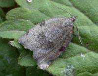 Attēlu rezultāti vaicājumam “Lozotaenia forsterana”