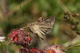 Image result for echtes Hauswurz