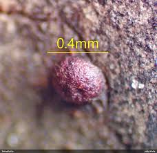 Attēlu rezultāti vaicājumam “Lycogala paraconfusum macro”
