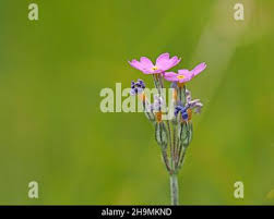 Attēlu rezultāti vaicājumam “Primula farinosa bud”