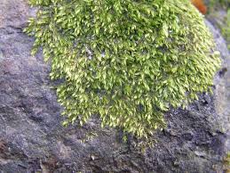 Attēlu rezultāti vaicājumam “Taxiphyllum wissgrillii”