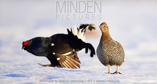 Image result for Tetrao tetrix