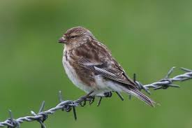 Image result for twite photo