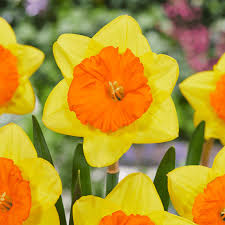 Attēlu rezultāti vaicājumam “Narcissus”