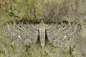 Attēlu rezultāti vaicājumam “Eupithecia satyrata”