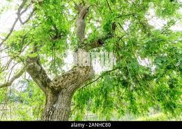 Attēlu rezultāti vaicājumam “Fraxinus excelsior Pendula”